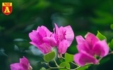Hoa giấy bung nở khoe sắc ở Hà Nội